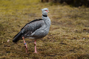 Portrait of Southern screamer in zoo
