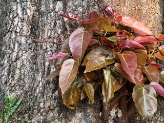 leaves near the tree. background of leaves and big tree