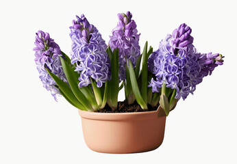 Fototapeta premium violet crocuses in a pot
