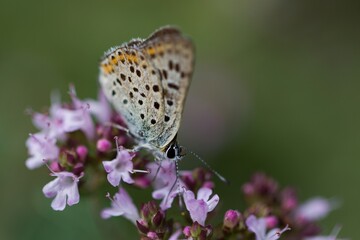 Lycaena tityrus, the sooty copper, is a butterfly of the family Lycaenidae, found in Europe. 