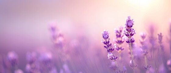 Fototapeta premium Beautiful lavender flowers with soft purple hues create a calming and serene atmosphere in this enchanting nature scene.