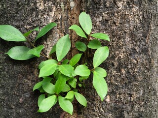Plants growing on trees. Newly grown plants. Background of new grown plants