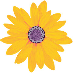 Bright Yellow Daisy with Purple Center