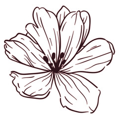 Delicate Black Line Lily Flower Drawing