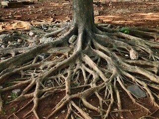 The roots of a tree look big. tree roots background