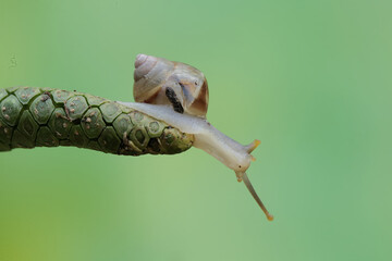 A small snail is eating an anthurium flower. This mollusk likes to eat flowers, fruits and young leaves.