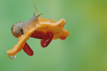 A small snail is eating a wild balsam pear. This mollusk likes to eat flowers, fruits and young...