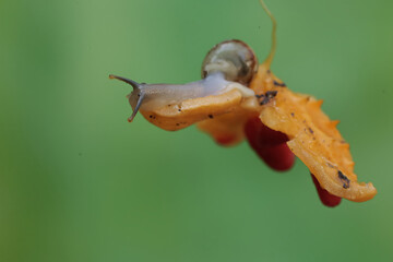 A small snail is eating a wild balsam pear. This mollusk likes to eat flowers, fruits and young...