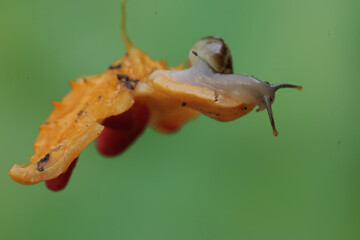 A small snail is eating a wild balsam pear. This mollusk likes to eat flowers, fruits and young leaves.