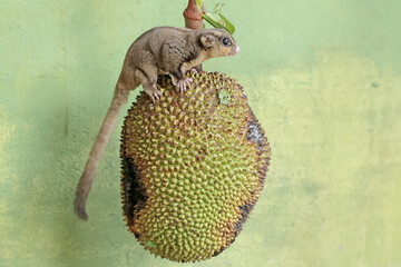 An adult sugar glider is eating a ripe jackfruit on a tree. This mammal has the scientific name...