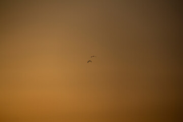 Birds flying in the orange sky of Kurdistan Iran (Golden Time) in silhouette