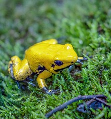 The leaf climber is a poison dart frog whose skin secretions are very poisonous