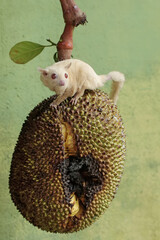 An adult sugar glider is eating a ripe jackfruit on a tree. This mammal has the scientific name...