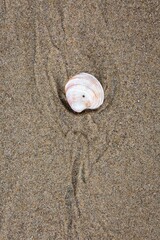 Mussel shells found on sea sands.sea shell