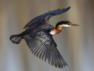 Fototapeta premium Majestic Bird in Flight with Expansive Wings Spreading Wide Against Softly Blurred Background, Showcasing Vivid Dark Plumage Patterns and Vibrant Orange-White Throat Patch, Symbolizing Nature'