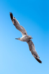 seagull flying in the sky
