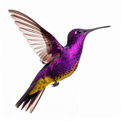 oiseau, animal, colibri, nature, faune, bec, sirop, vert, coloré, bleu, branchages, empennage, tropical, sauvage, rouge, ailes, arbre, beau, oiseau, couleur, isolé, aviaire