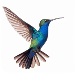 Obraz premium oiseau, animal, colibri, nature, faune, bec, sirop, vert, coloré, bleu, branchages, empennage, tropical, sauvage, rouge, ailes, arbre, beau, oiseau, couleur, isolé, aviaire