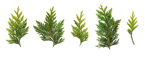 Set of fresh green thuja branches isolated on white background. Design element for creating Christmas arrangements, collages, cards, patterns, frames.