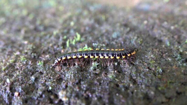 Anoplodesmus Saussurii (Humbert, 1865) pooping. It is a species of millipedes in the family Paradoxosomatidae