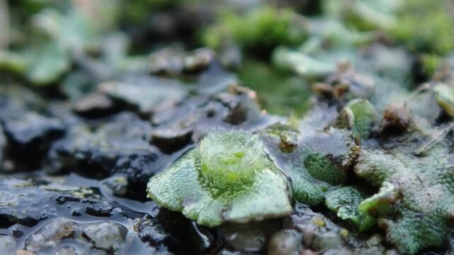 liverwort marchantiophyta raindrops in a gemma cup slow motion