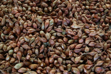 Fresh Shallots at Market (Comrat, Moldova)