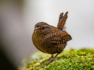 森の中の水場の苔の上で周りを見渡しているミソサザイ