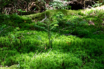 Fototapeta premium 神秘的な苔と原生林