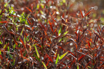 Red grass field