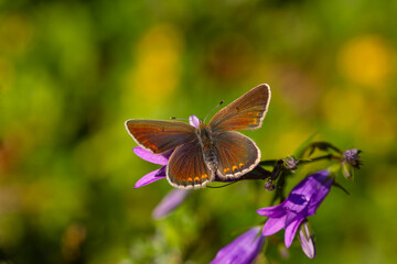 tiny butterfly feeding on purple flower,Geranium Argus, Polyommatus eumedon	