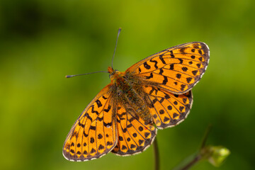 green background and red butterfly, Pearl-bordered Fritillar, Boloria euphrosyne