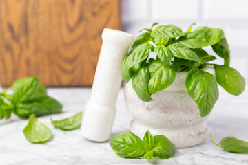 Fresh green basil in a mortar on a textured wooden background. Organic spices and herbs. Vegan. Fresh kitchen herbs. Fresh basil being made into pesto with mortar and pestle.Copy space. Place for text