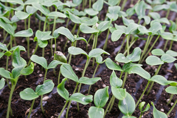 cucumber seedlings