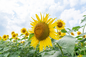 夏の青空と、満開のひまわり