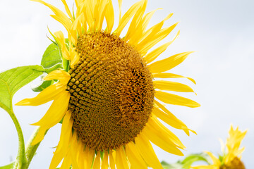 夏の青空と、満開のひまわり