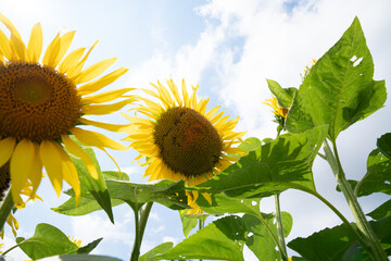 夏の青空と、満開のひまわり