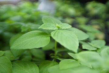 citrus basil close up