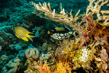 Triggerfish diving