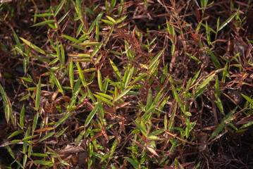 Red grass field