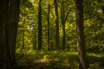 Moody and magical forest with amazing atmosphere with fresh greenery light under the leaves in the south of Bohemia.