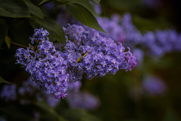 Beautifully colored Lilac trees in full bloom on spring in Prague, Czech Republic, Europe. Spring...