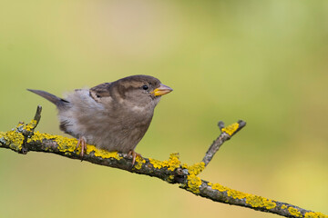 Bird - House sparrow Passer domesticus sitting on the branch