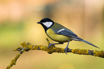 Colorful great tit ( Parus major ) perched on a tree trunk, photographed in horizontal, amazing background