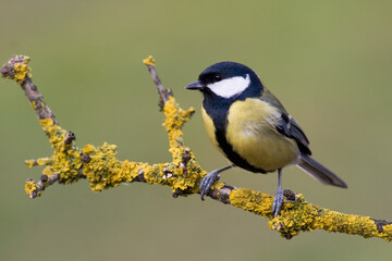 Colorful great tit ( Parus major ) perched on a tree trunk, photographed in horizontal, amazing background