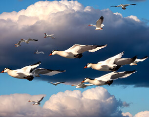 Fototapeta premium A flock of geese flying in a V-formation across a cloudy sky, capturing the essence of migration and teamwork. The image represents the collective movement and endurance of migratory birds