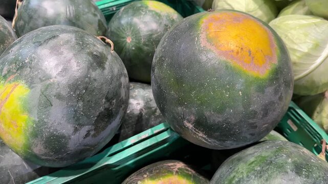 A group of watermelons with yellow patches arranged in a grocery store.