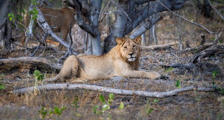 lion, Panthera leo, native to Africa and India. in the okavango delta botswana