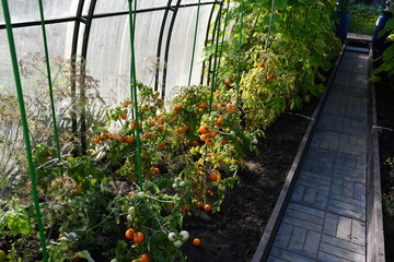 A country greenhouse with tomatoes, cucumbers and dill. The tomato bushes have ripe and green...