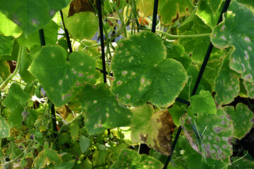 Cucumber leaves with dry yellow and brown spots. A fungal or viral disease. Lack or excess of moisture and nutrients. Chlorosis of plants. Problems in organic cucumber cultivation, mistakes of farmers