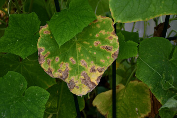 Cucumber leaves with dry yellow and brown spots. A fungal or viral disease. Lack or excess of moisture and nutrients. Chlorosis of plants. Problems in organic cucumber cultivation, mistakes of farmers